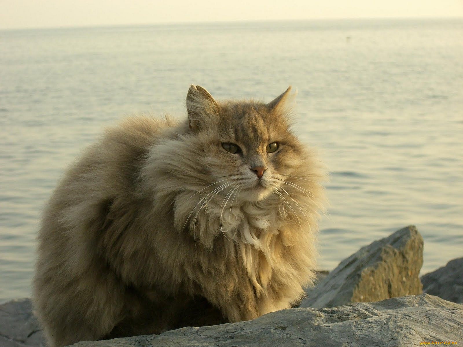 , , cat